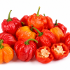 Scotch Bonnet Scotch Bonnet